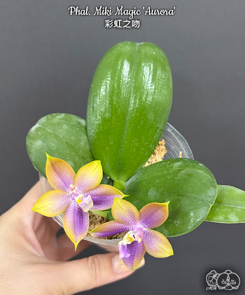 美琪園藝 Miki Orchid